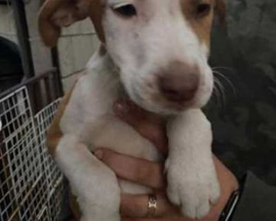 Roger - Basset Hound/Labrador Retriever Mix Male Puppy for Adoption