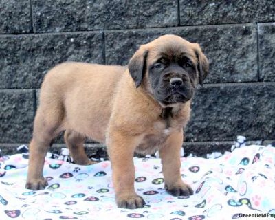 Devan - English Mastiff Puppy For Sale in Pennsylvania