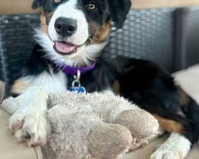 Nova - Australian Shepherd/Border Collie Mix Female Dog for Adoption