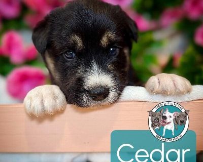 Cedar September - Husky & Shepherd Mix Male Puppy for Adoption