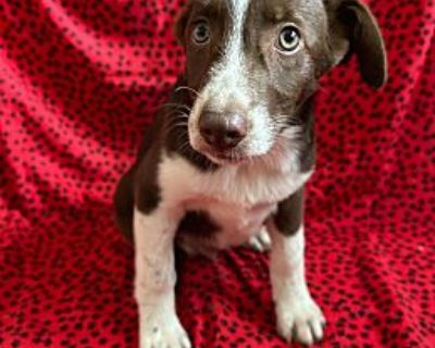 WILBUR - Australian Shepherd Male Puppy for Adoption