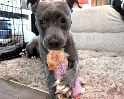 Meet Sia, the curious, playful, and affectionate Staffie mix who is ready to adventure her way into your heart! This beautiful girl is a comedian at heart and will keep you entertained with her silly antics and playful nature. With a curiousity just as big as her heart, Sia is always up for exploring new places and sniffing out the best spots for fun. She's a loyal companion, who loves to be a ...