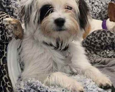 Jewel - Maltese/Poodle (Miniature) Mix Female Puppy for Adoption