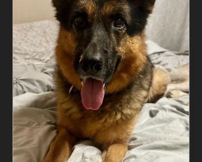 HONEY - TX Rescue Dog - Female Puppy German Shepherd for Adoption