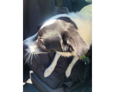 Dansby - IN FOSTER - Border Collie/Mixed Breed (Medium) Mix Male Dog for Adoption