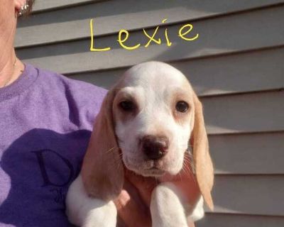 Lexie - Beagle - Beagle Female Puppy for Adoption