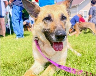 MARA IS A SWEET STRAY LOOKING FOR A FOREVER HOME. APPLY AY PROJEECTHOPEARF.ORG