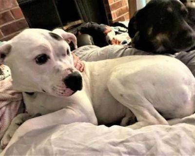 Hunter GDP - American Staffordshire Terrier/Labrador Retriever Mix Male Dog for Adoption