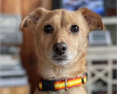 Sammy - Male Puppy Chihuahua mix for Adoption