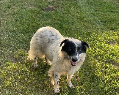 Jasper - Blue Merle Aussie mix, 2 years old, 40-45 lbs, Neutered, Housebroken. Jasper is a handsome blue merle Aussie mix. He is housebroken and well behaved inside. He likes the company of other dogs and is gentle with people. He is neutered, fully vaccinated and HW-. He is on heartworm tick and flea preventatives. Available for adoption. Fostered in Central NJ. Adoption Fee includes all age-a...