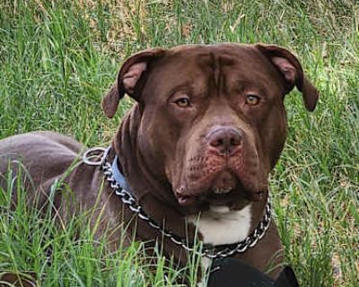 Sarge - American Staffordshire Terrier Male Dog for Adoption