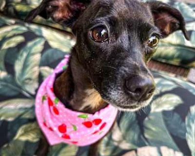 Ava - Chihuahua Female Dog for Adoption