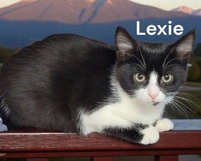 You can fill out an adoption application online on our official website.. Kitten Female Medium Black & White / Tuxedo