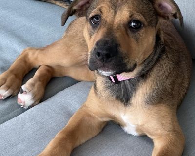 Gabby - Terrier & Boxer Mix Female Puppy for Adoption