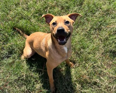 Dorie - Black Mouth Cur Mix Female Puppy for Adoption