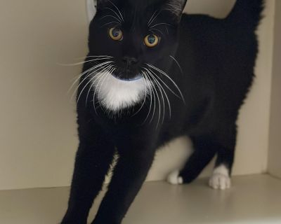 Mr. Socks - Domestic Short Hair Male Cat for Adoption