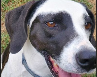 She was a stray and had a hard time knowing how to 'dog' she has come a long way. She was a fabulous mama to her pups and is a wonderful house dog. She doesn't really warm up to other dogs quickly and has no issues with humans. She knows basic commands: Sit, kennel, home, go