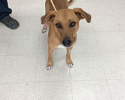 Dipper - Coonhound/Labrador Retriever Mix Male Dog for Adoption