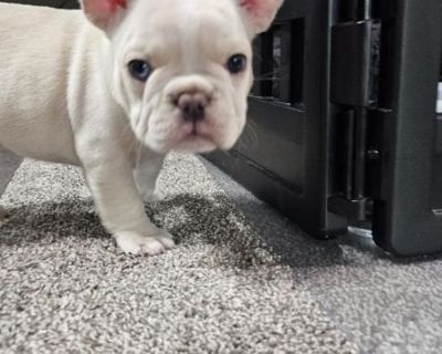 French Bulldog Puppies