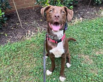 Penn Pippen - Labrador Retriever Male Dog for Adoption