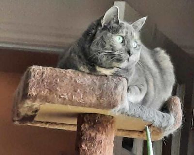 Presenting SOPHIE! The gorgeous Sophie is currently seeking a new human companion with exceptional qualities. Must be prepared for incessant cuddling and purring, fur as soft as silk with orange highlights, eyes with glint of green and mischief, and overt queenly attitude. Must have window view of birds and bugs. Must be open to affectionate petting sessions, bouts of play, and likelihood of de...