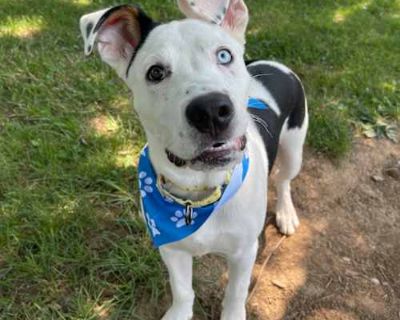 Jim - Mixed Breed (Medium) Male Puppy for Adoption