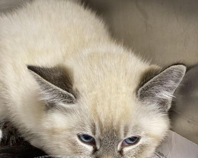 Oedipuss - Siamese & Snowshoe Mix Male Cat for Adoption