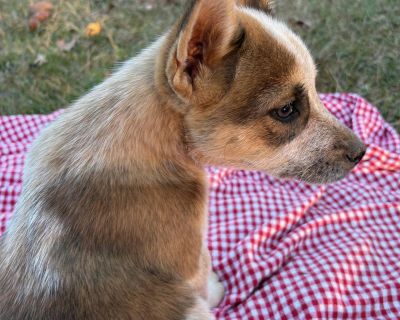 Cider - Australian Cattle Dog / Blue Heeler & Husky Mix Female Puppy for Adoption