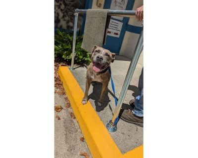 Halo - American Bulldog/Mixed Breed (Medium) Mix Female Dog for Adoption