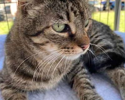 Recon was most likely a pet that was abandoned at a feral cat colony, as she had a collar but no chip. Kind people saw how friendly she was and brought her to GCTPR. Her foster dad noticed she was always investigating her surroundings - doing recon for the humans in her life. Recon is friendly, playful and looking for her furever home. She recently debuted at her first adoption event and did we...