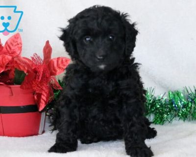 DOB:09-29-2025 (7 weeks old). Available:11-24-2025. Larry is an outstanding Cavapoo with a heart as big as his fluffy curls. Affectionate, gentle, and endlessly friendly, he s the kind of dog who makes instant friends everywhere he goes. Larry adores children and thrives in family environments. He is vet checked, vaccinated, wormed, plus the breeder provides a 1 year genetic health guarantee. H...