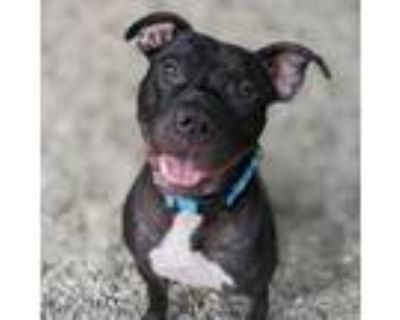 Adopt Ares a Black Mixed Breed (Large) / Mixed dog in West Olive, MI (39035370)