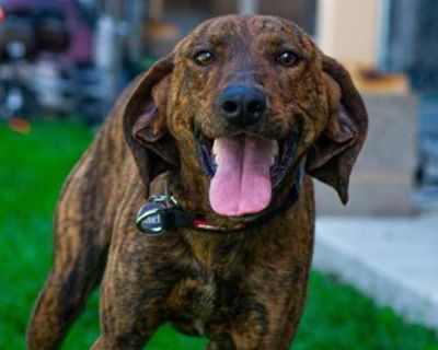 Flint - Mixed Breed (Medium) Male Dog for Adoption