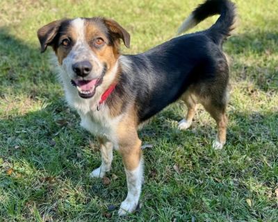 Jayden - Australian Shepherd Mix Male Dog for Adoption