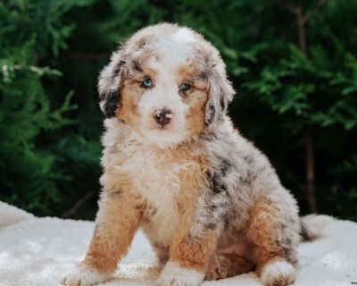 Sanchez - 7 Weeks Male Mini Bernedoodle Puppy for Sale