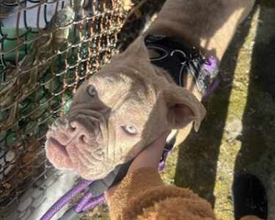 Margo - Olde English Bulldogge Female Dog for Adoption