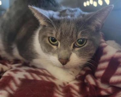 Olive - Domestic Short Hair Female Cat for Adoption