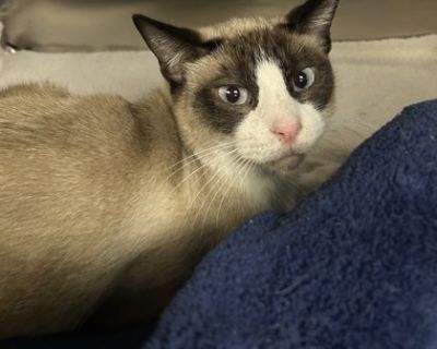 Hi there! I'm Max I'm a 3-year-old cat, and I guess you could call me the quiet, thoughtful type. I'm not the kind of guy who rushes into new things-I like to take my time. New people, new places, even new toys... I need a moment (or a few) to feel sure everything is safe. I'm looking for a home that understands cats like me-cats who need a bit of time and a lot of love. If you're patient, gent...