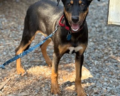 Titan is 6 months old, he was rescued from being sent to a kill shelter, he is an absolute amazing dog, he has the best personality, great with all people and other dogs, he is fully vetted, crate trained. Titan is patiently waiting to find his forever family, he will make an amazing addition to almost any active family, he loves playing and going on walks, but also loves his snuggle time. if i...