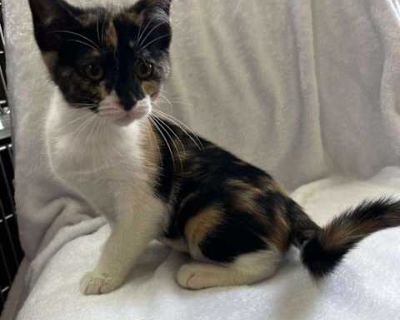 Mango - Domestic Shorthair Female Cat for Adoption