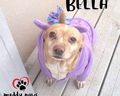 Bella (Courtesy Post) - Chihuahua/Dachshund Mix Female Dog for Adoption