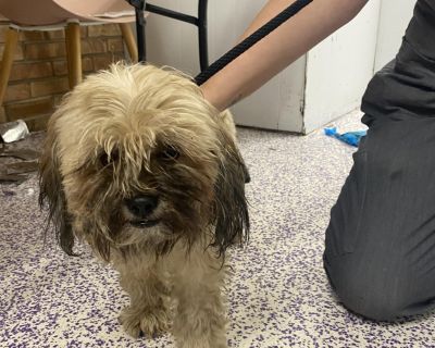 Duke - Shih Tzu Male Puppy for Adoption