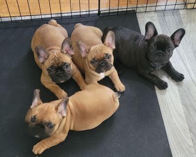 2 Male and 1 Female French Bulldog Puppies for Sale