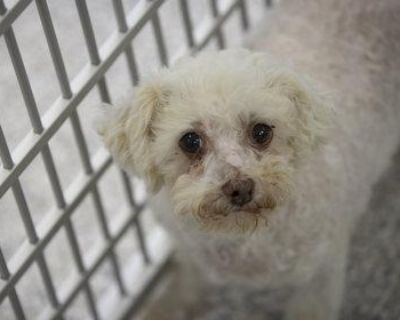 Churro - Maltipoo Female Dog for Adoption