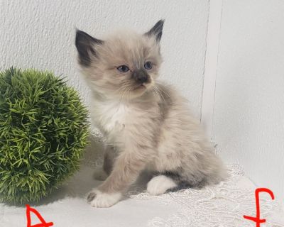 Siamese Kittens