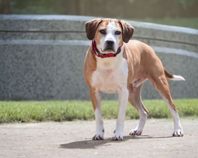 Hansel - Beagle Mix Male Dog for Adoption