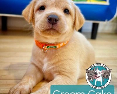 This cutie is Cream Cake. She is currently 1 month old and weighs approximately 2 pounds. We think they may be a Labrador mix, but with rescue its a guess! What matters most is that they are adorable and are one the MOST desperate in the entire US based on statistics for where this puppy is from. Shelters in this area are having to euthanize puppies. So, this puppy needs you! If you choose a pu...