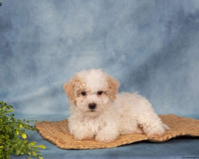 Helping qualified owners find the perfect puppy.. Gender: Male Sire: Oscar Dam: Cindy DOB: September 16th, 2025 Age: 8 Weeks Available: Available Now Microchipped Vet Checked Vaccinated Dewormed Family Raised Socialized Kid-Friendly Health Guarantee Extended Health Guarantee. Leroy & Liz Stoltzfus