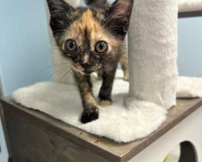 Eden - Domestic Shorthair Female Cat for Adoption