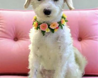 Feather - Maltese/Poodle (Miniature) Mix Female Dog for Adoption